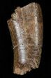 Partial Daspletosaurus (Tyrannosaur) Tooth #14746-1